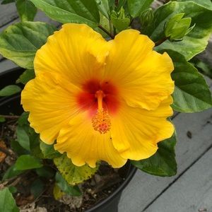 Meet your Posher, Suzanne